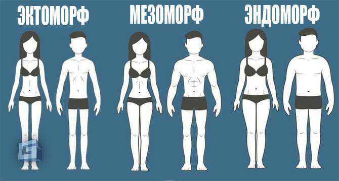 Твой тип телосложения: Эктоморф, Мезоморф или Эндоморф? - Статьи о спорте и питании, здоровье, диеты на GYM.in.UA